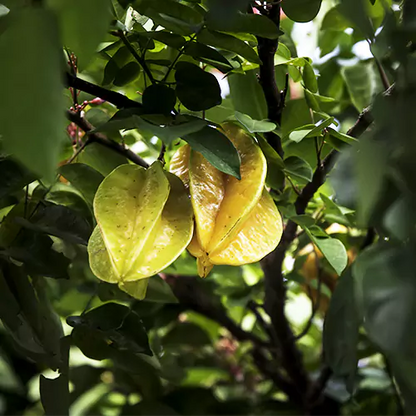 Buy Carambola Plant - Lalit Enterprise