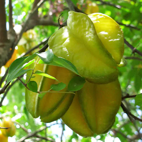 Buy Star Fruit Plant - Lalit Enterprise