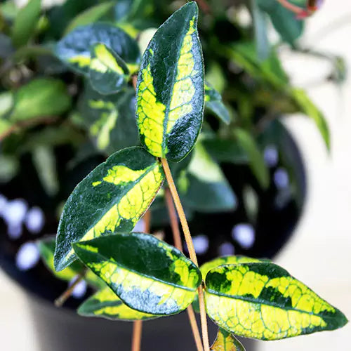 Buy Trachelospermum Asiaticum - Plant Online at Lalitenterprise