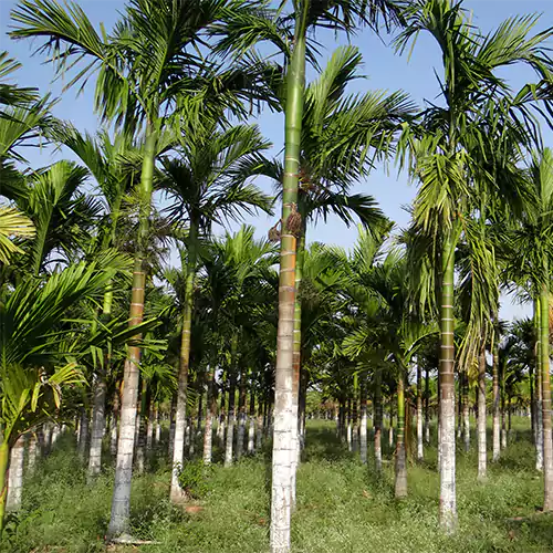 Buy Supari Palm (Areca Catechu) "Betel Nut" - Plant Online at Lalitenterprise