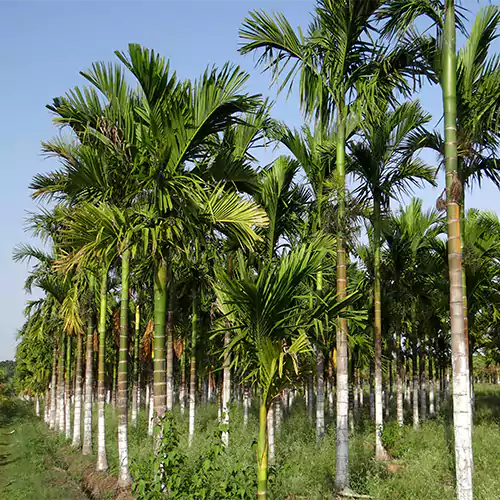 Buy Supari Palm (Areca Catechu) "Betel Nut" - Plant Online at Lalitenterprise