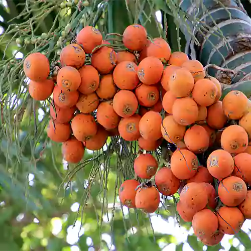 Buy Supari Palm (Areca Catechu) "Betel Nut" - Plant Online at Lalitenterprise
