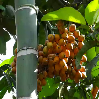 Buy Supari Palm (Areca Catechu) "Betel Nut" - Plant Online at Lalitenterprise