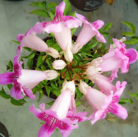 Buy Tecoma Pink Vine Plant - Lalit Enterprise