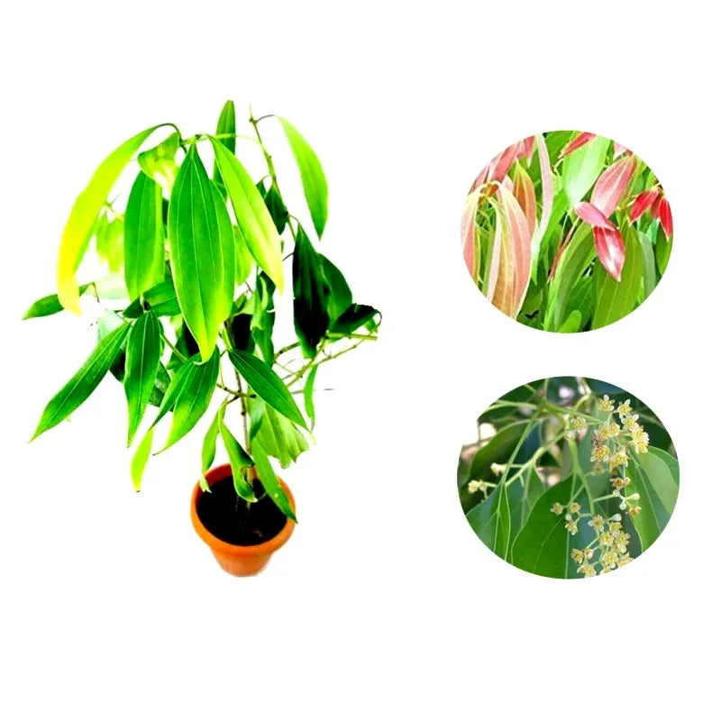 Buy Tej Patta - Plant Online at Lalitenterprise