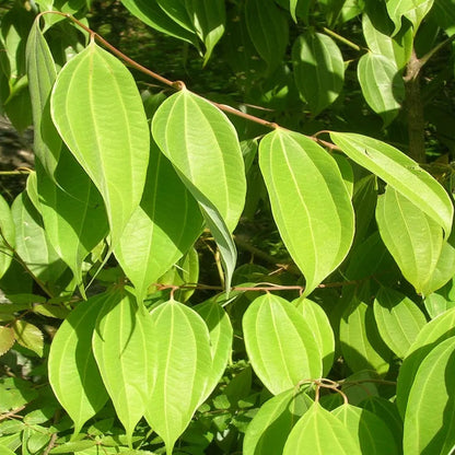Buy Indian Bay Leaf - Plant Online at Lalitenterprise