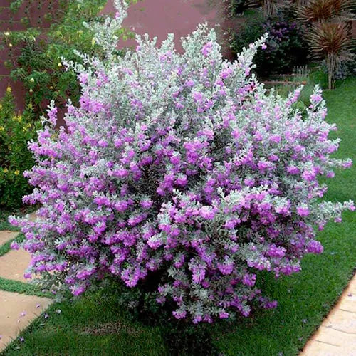Buy Texas Sage (Leucophyllum Frutescens) - Plant Online at Lalitenterprise