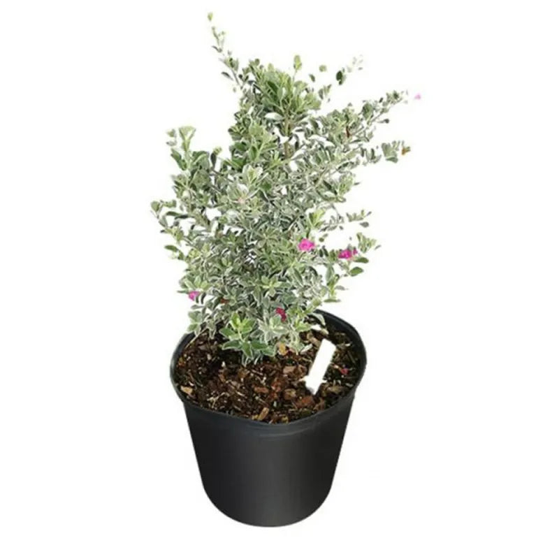 Buy Texas Sage (Leucophyllum Frutescens) - Plant Online at Lalitenterprise