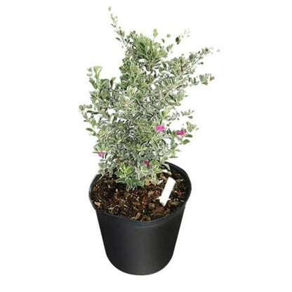 Buy Texas Sage (Leucophyllum Frutescens) - Plant Online at Lalitenterprise