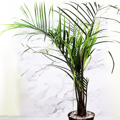 Buy Triangle Palm - Plant Online at LAlitenterprise