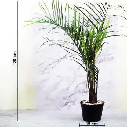 Dypsis Decaryi Potted Plant - Lalit Enterprise