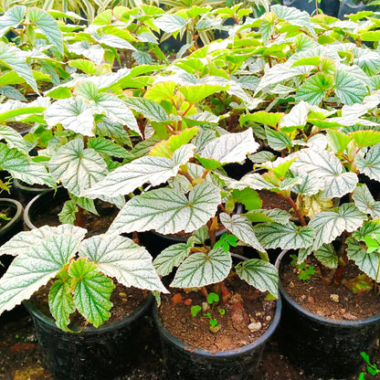 White Rex Begonia Plant - Lalit Enterprise