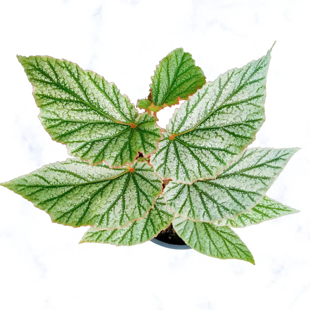 Begonia Plant - Lalit Enterprise