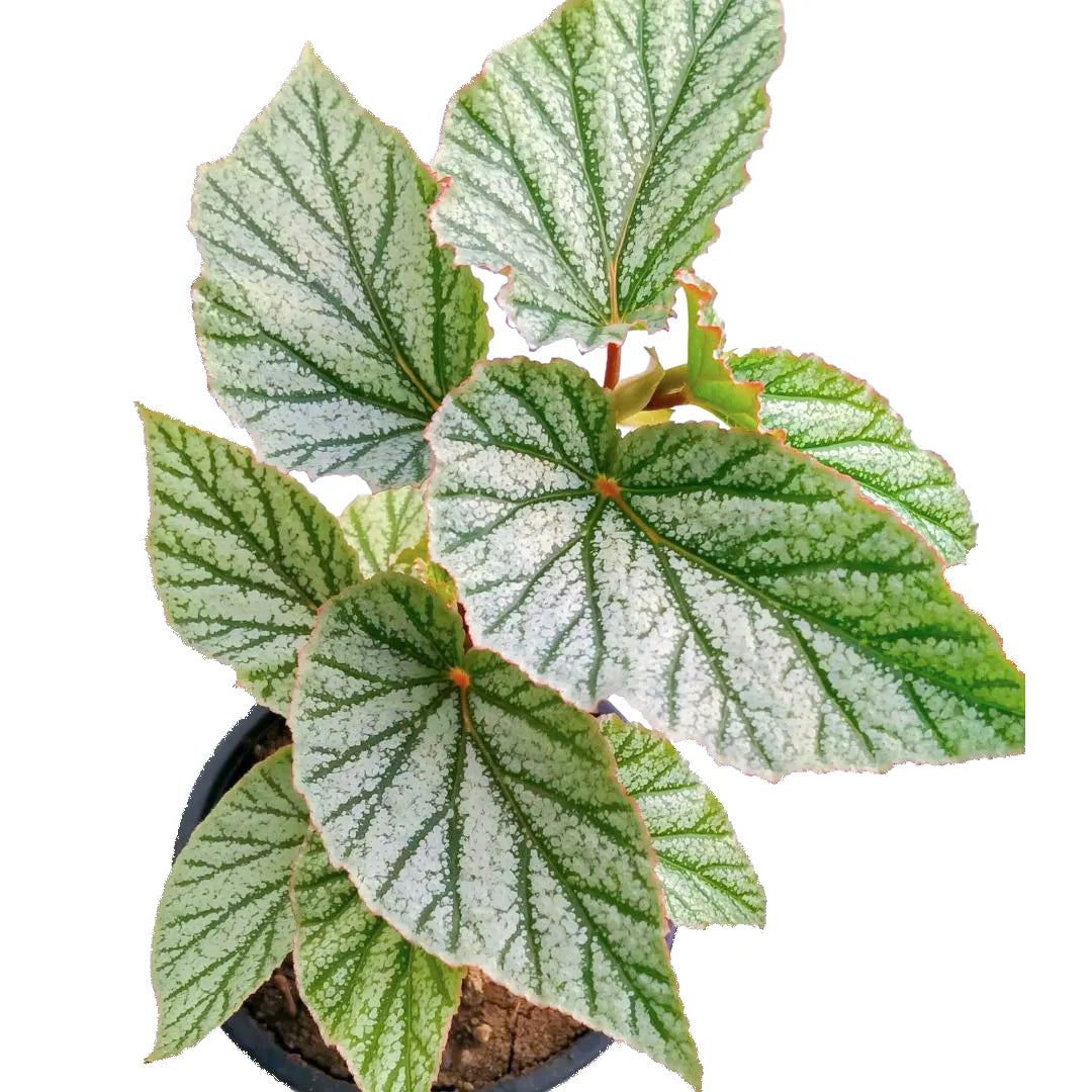Cool White Rex Begonia Plant - Lalit Enterprise