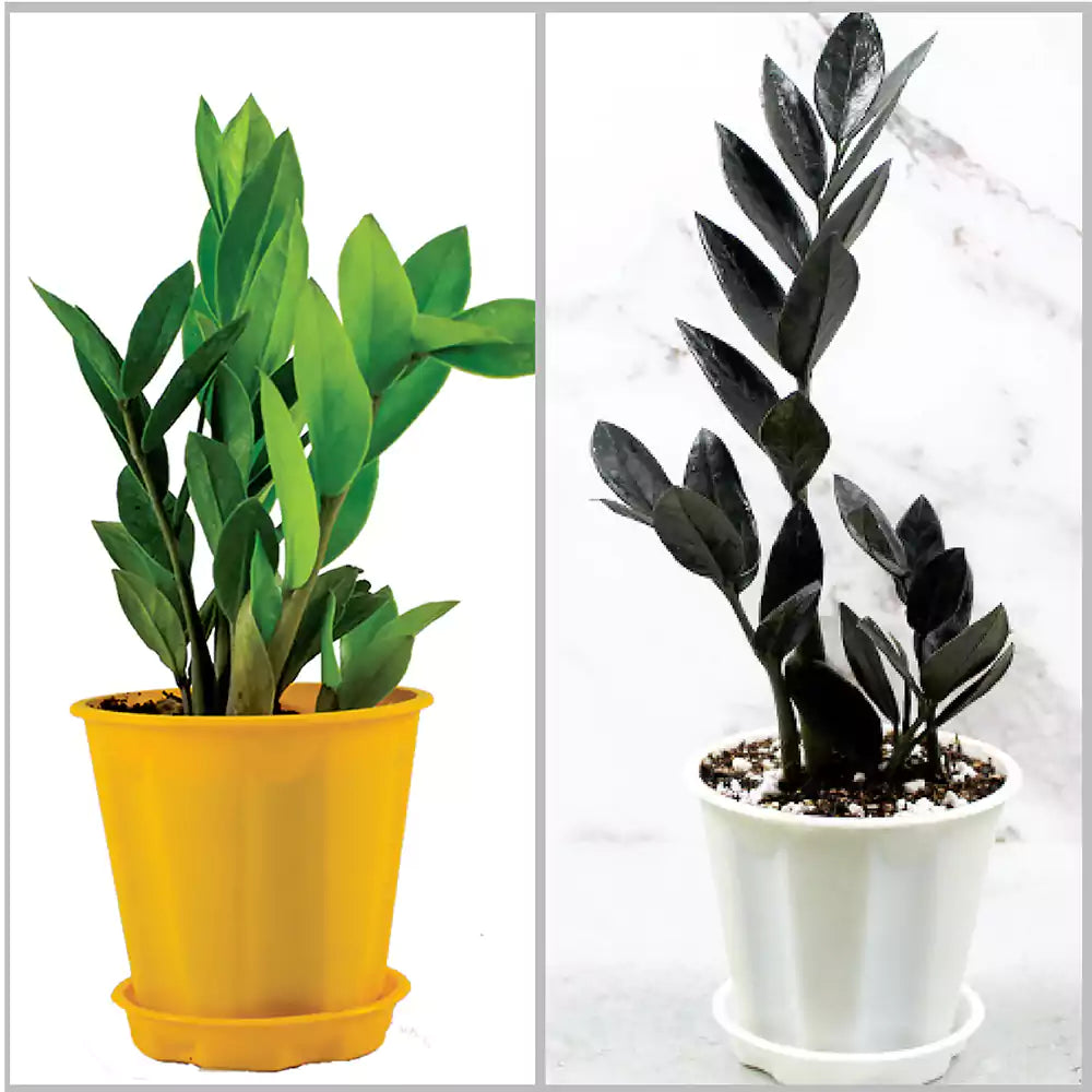Buy ZZ Plant "Zamioculcas Zamiifolia" - Plant (Combo Pack of 2) Online at Lalitenterprise
