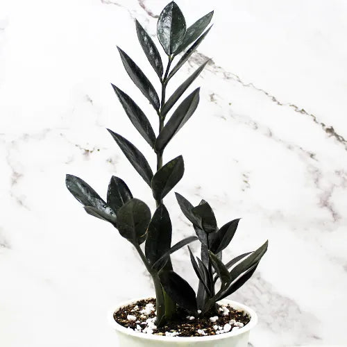 Buy ZZ Plant "Zamioculcas Zamiifolia" - Plant (Combo Pack of 2) Online at Lalitenterprise