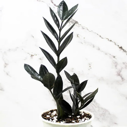 Buy ZZ Plant "Zamioculcas Zamiifolia" - Plant (Combo Pack of 2) Online at Lalitenterprise