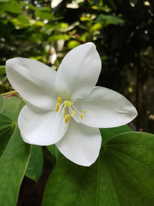 Bauhinia Acuminata Plant - Lalit Enterprise