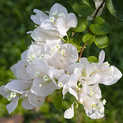 Bougainvillea Plant (white)
