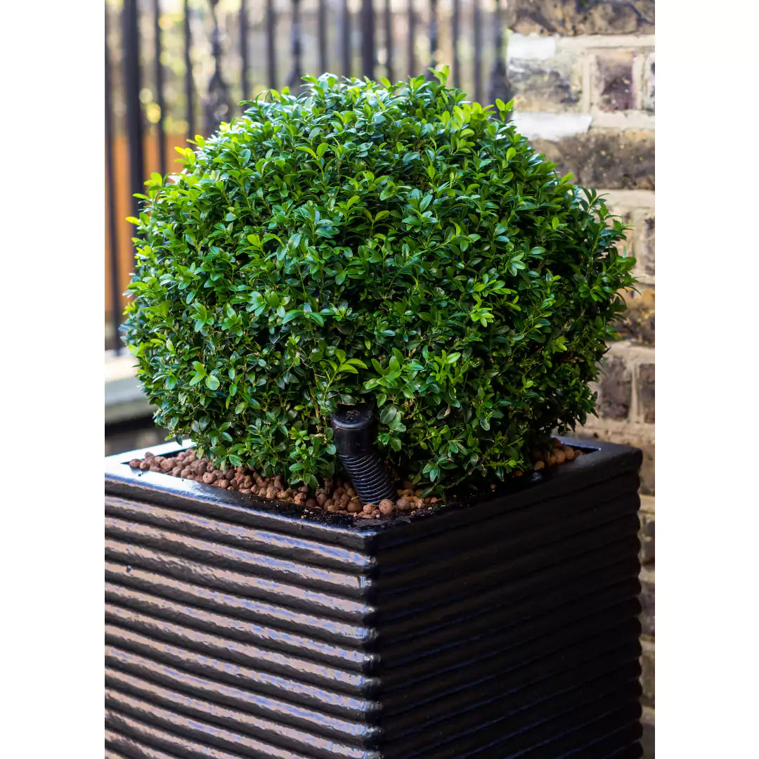 Boxwood Plant Bonsai Plant - Lalitenterprise