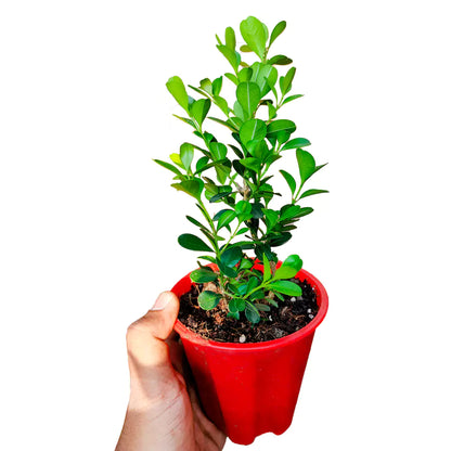 Boxwood Plant Hedge Plant - Lalitenterprise