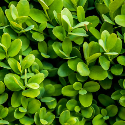 Buy Boxwood Plant - Lalitenterprise