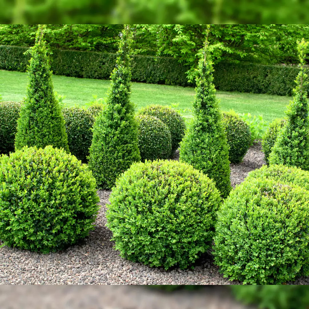 Boxwood Plant- Lalitenterprise