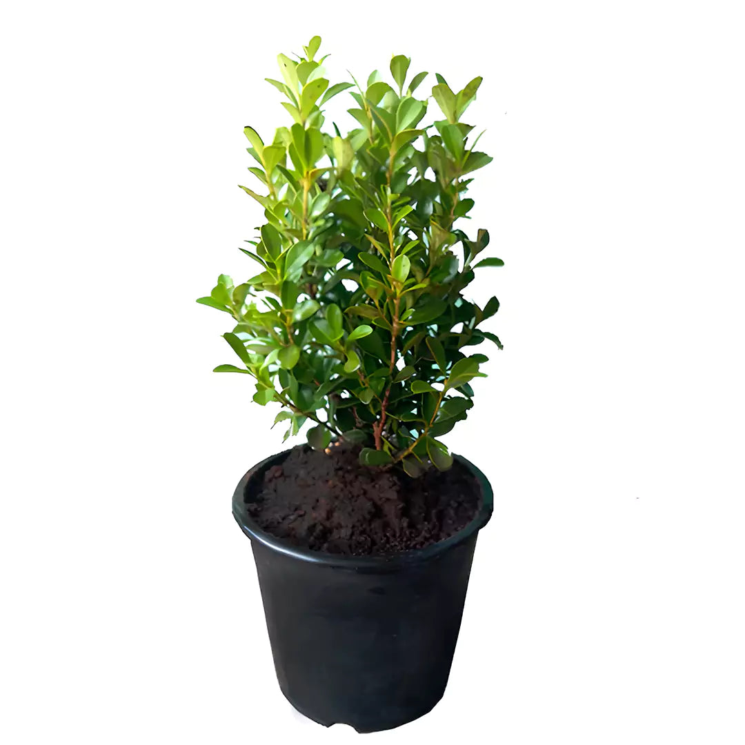 Buy Potted American Boxwood Plant - Lalitenterprise