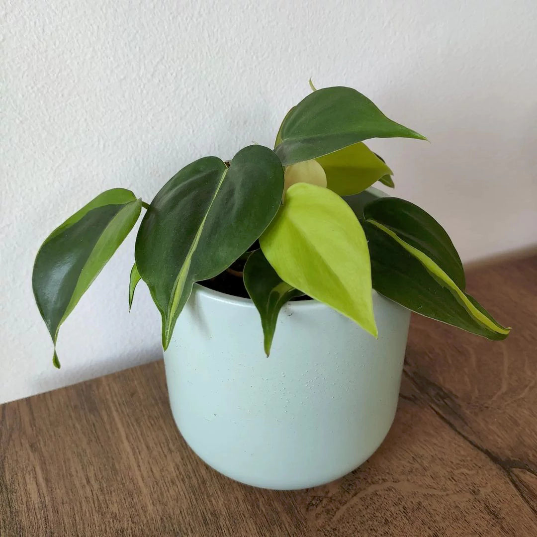 Buy Philodendron Plant - Lalit Enterprise