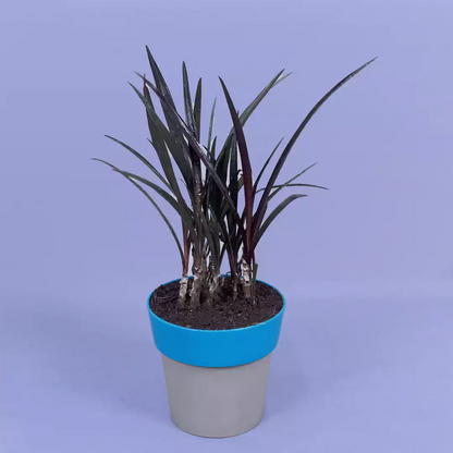 Spider lily Plant - Lalit Enterprise