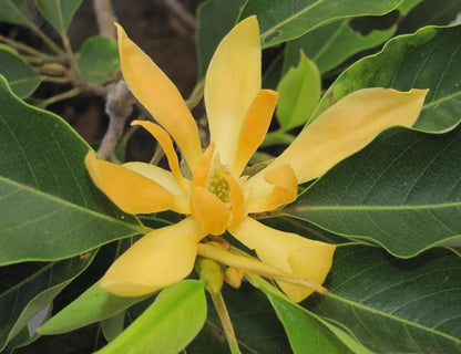 Yellow Magnolia Plant - Lalit Enterprise