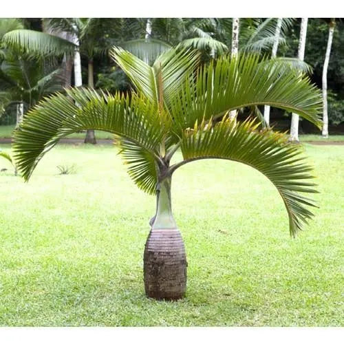 Buy Landscaping Palm Plant - Lalitenterprise