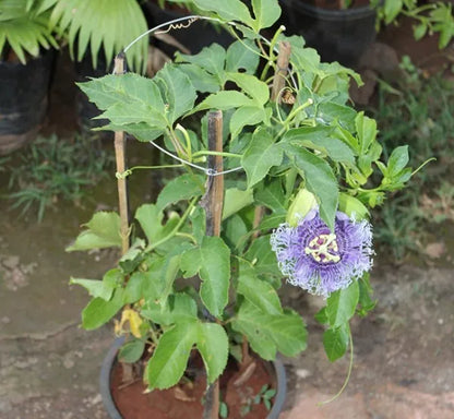 Buy Blue Passion Flower Plant - Lalit Enterprise