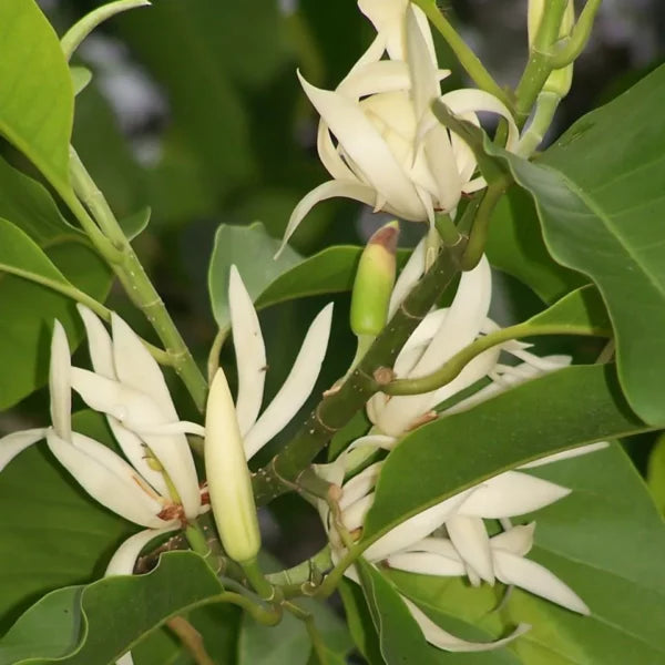 White Magnolia Plant - Lalit Enterprise