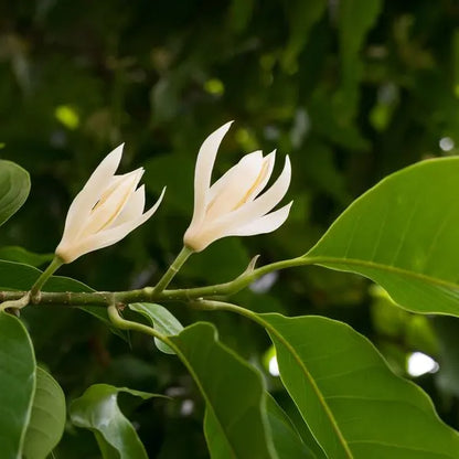 Magnolia Champaca Plant - Lalit Enterprise
