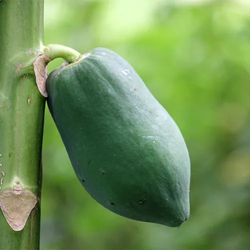 Uses of papaya tree and leaves
