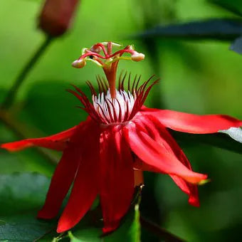Buy Red Passion Flower Plant - Lalit Enterprise