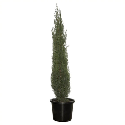Pencile Pine Plant - Lalitenterprise