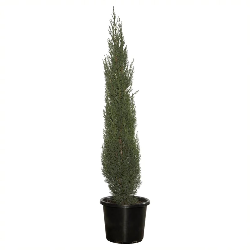 Buy Italian Cypress Potted Plant - Lalitenterprise