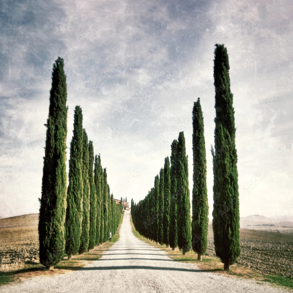 Buy Italian Cypress - Lalitenterprise