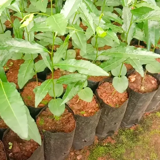 Lucky Bean Plant - Lalit Enterprise