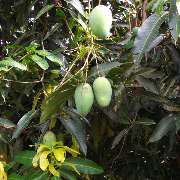 Buy Thai Mango Plant - Lalit Enterprise